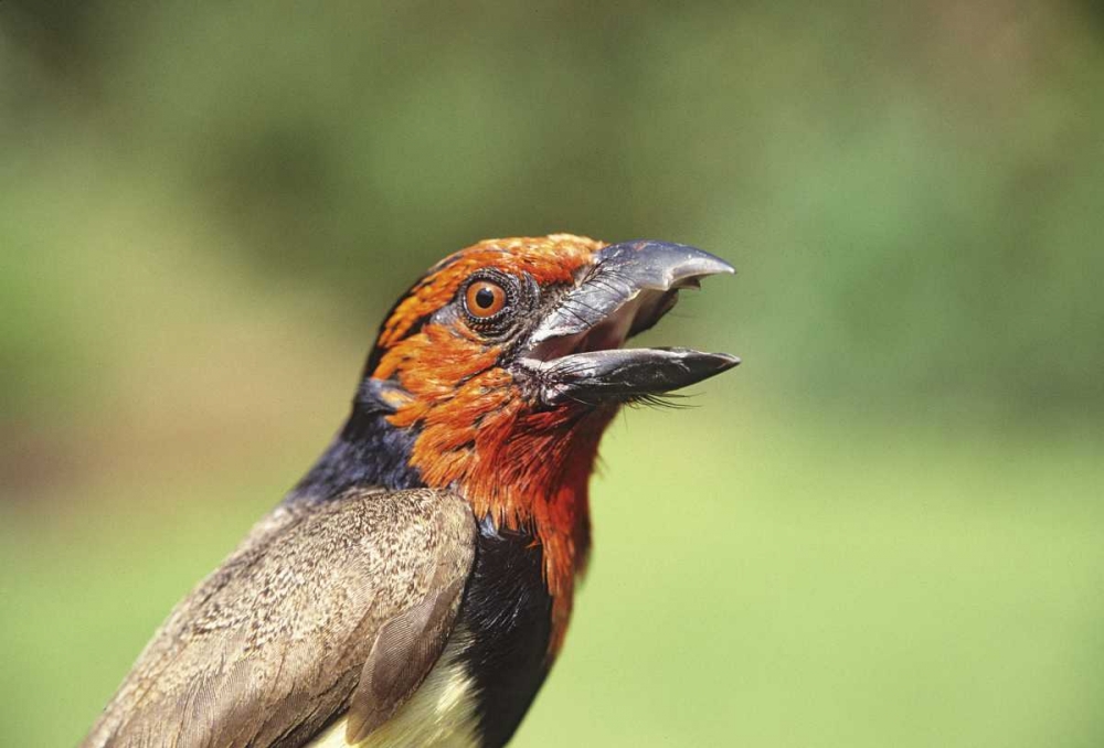Kenya Black-collared barbet bird calling